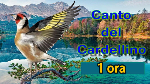 Canto cardellino - canto, di