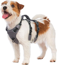 Pettorina Cane Taglia Piccola