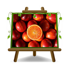 Agrumi Arancio Tarocco Pianta