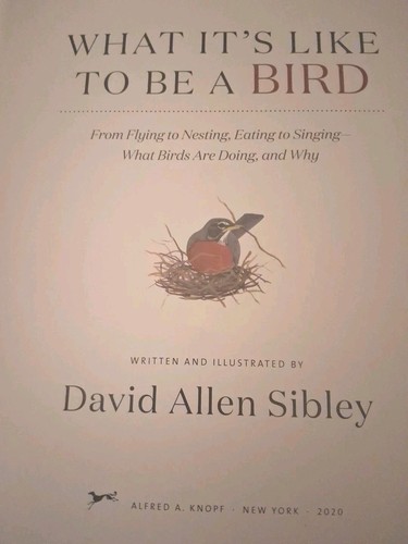 What like a - to, bird