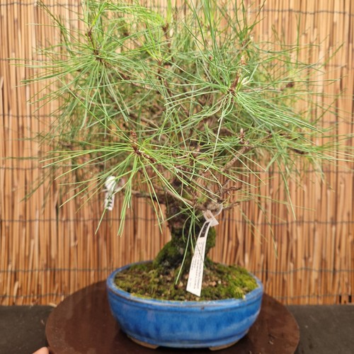 Bonsai pino densiflora h - bonsai,