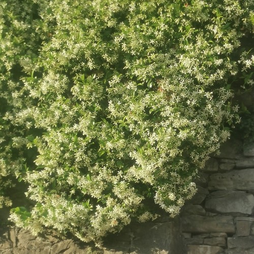 Semi freschi falso - 50,