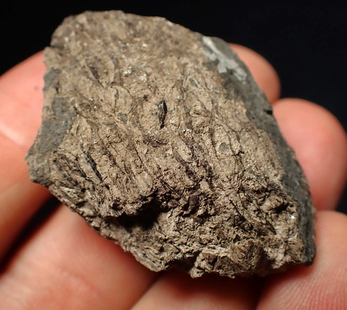 Jurassic ichthyosaur coprolite
