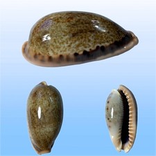 Cypraea caurica elongata f
