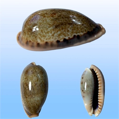 Cypraea caurica elongata - , f