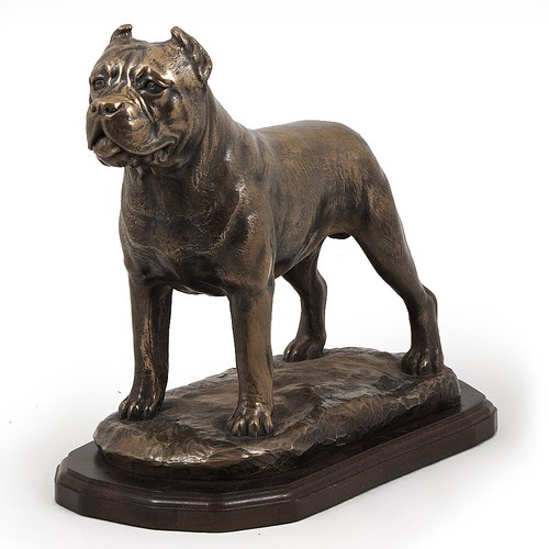 Cane corso exclusive series - cane, of