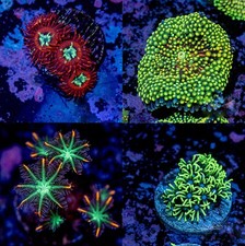 Beginner Soft Coral Starter