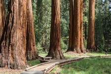 CALIFORNIA SEQUOIA FORESTA