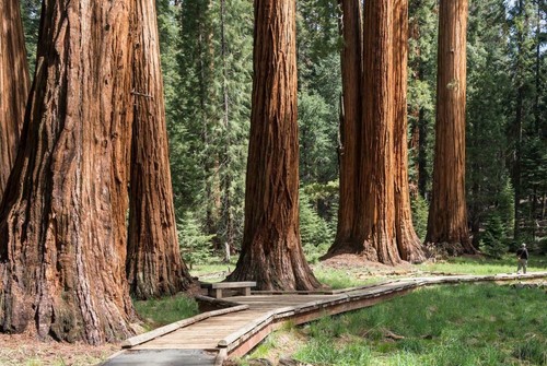 California sequoia foresta - california,