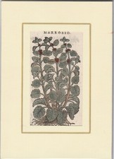  4 stampe MATTIOLI MATTHIOLI