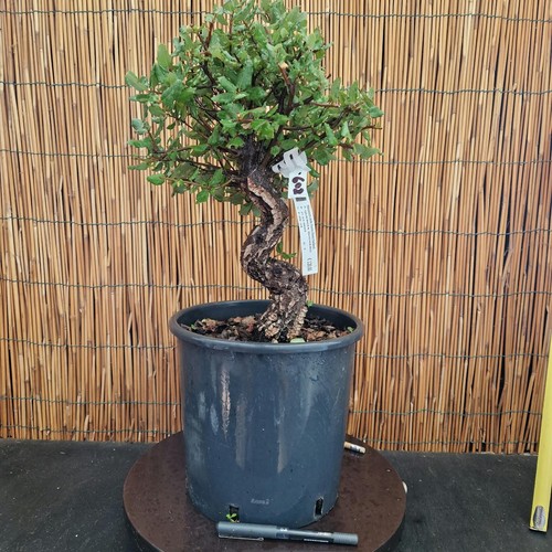 Bonsai quercia sughero h - sughero,