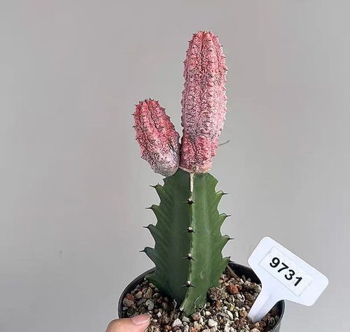 Euphorbia abdelkuri variegated - abdelkuri,