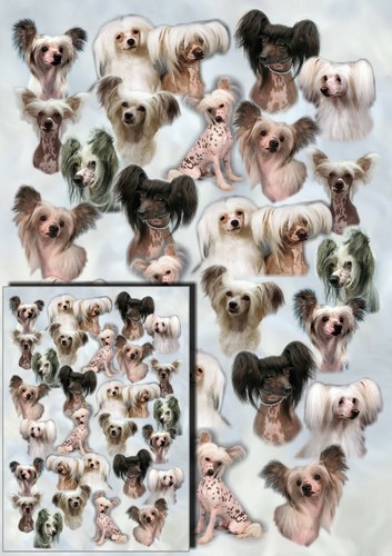 Carta regalo cane crestato