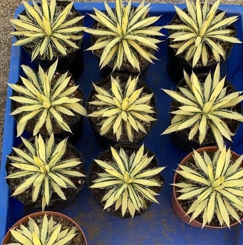 Agave variegata piante