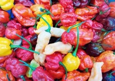 Mix 100 Semi Peperoncini