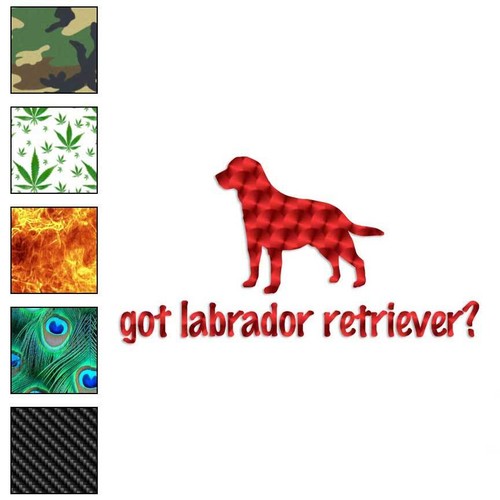 Got labrador retriever - got,
