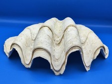Antica Gigante Conchiglia