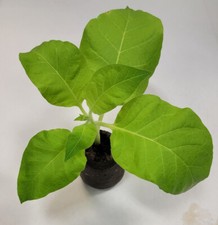 500-2000 Semi freschi di