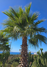 Semi washingtonia robusta - robusta,