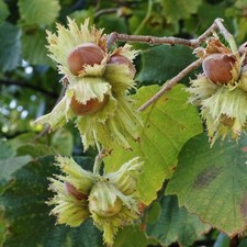 Nocciola Barcellona 2L - Produce noci grandi, gustose e dolci