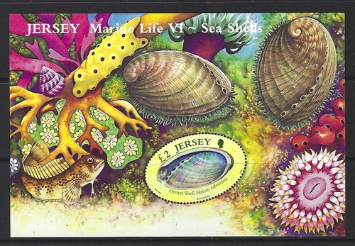 Jersey 2006 marine - marine, life