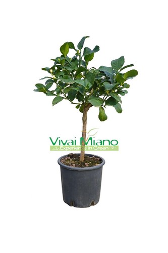 Pianta limone zagara bianca - pianta,
