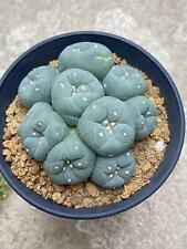 6-8 cm cactus succulento teste