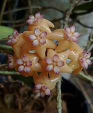 Hoya Rindu Rafflesia Red