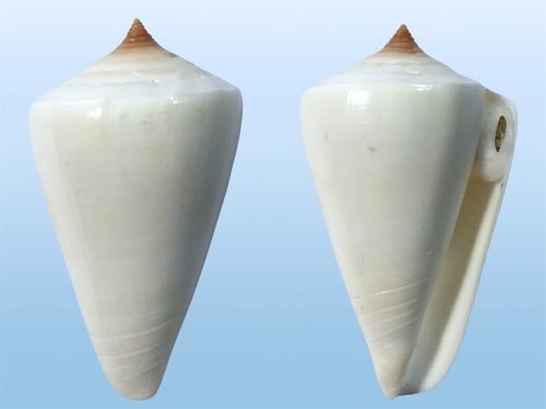 Conidae conus quercinus - conus,