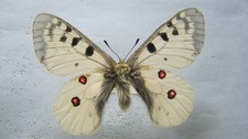 Parnassio p. stiriaco Austria
