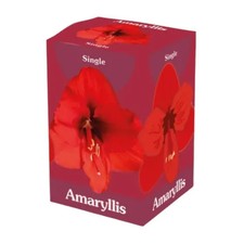 Bulbo di Amaryllis Rosso