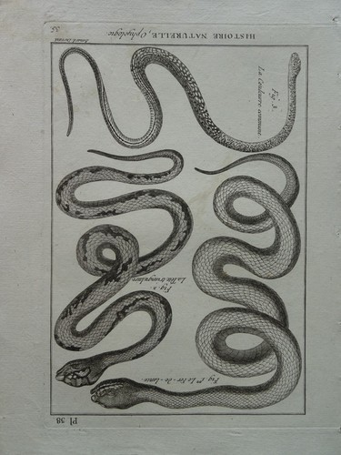 Incisione xviii serpente - xviii°,