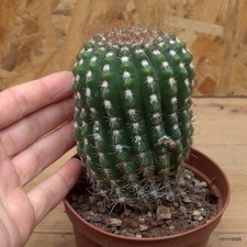 Notocactus uebelmannianus Vaso