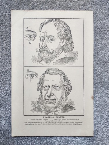 Colour phrenology antique - -, phrenology-