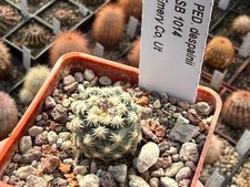 Pediocactus despanii SB1014 -