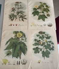 Stampe botaniche del cotone Set di 4 tavole illustrate Gossypium Stile vintage