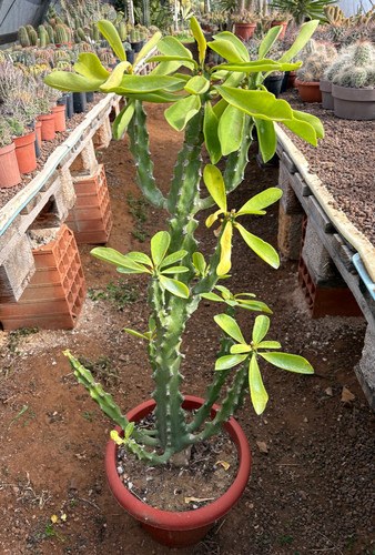 Euphorbia neriifolia pianta - euphorbia,