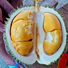 Pitosanitario senza albero da
