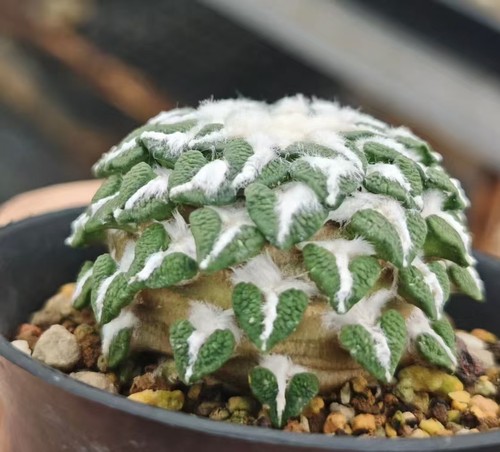 Vendita rara pianta cactus - rara, di