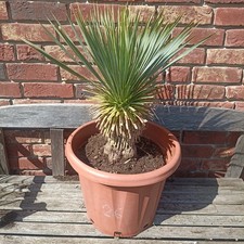 Yucca Rostrata n.26