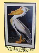 Plt311 American White Pelican