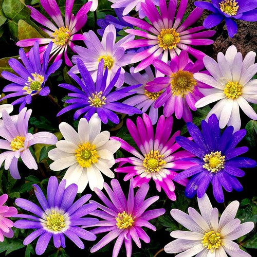 Bulbi anemone resistenti - resistenti,