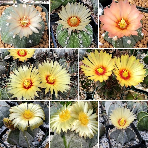 Astrophytum mix - astrophytum,