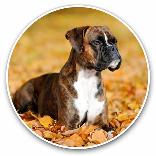 Adesivi vinile boxer - vinile, cm