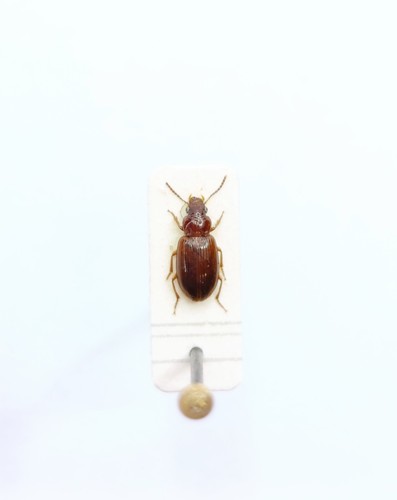 Entomology taxidermy - taxidermy,