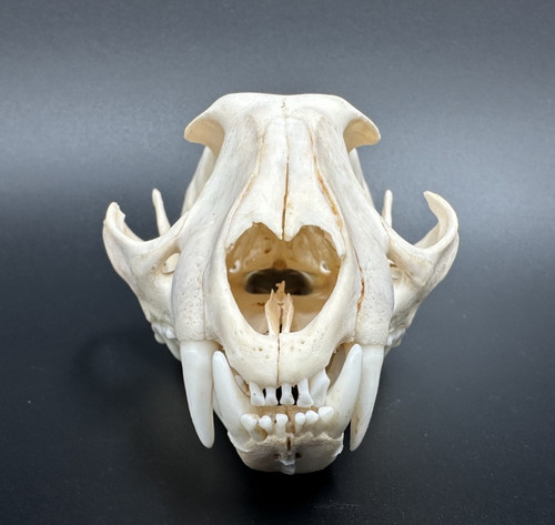 Teschio caracal - di, (karakal)