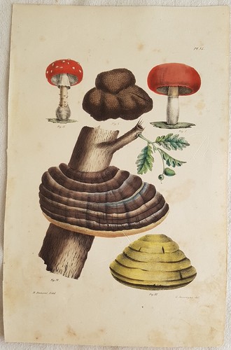 Amanita muscaria tartufo - amanita,