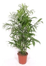 Palma di bambù Chamaedorea