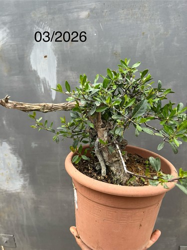 Bonsai rhamnus lycioides - bonsai,
