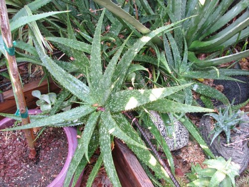 Semi aloe longibracteata - aloe,